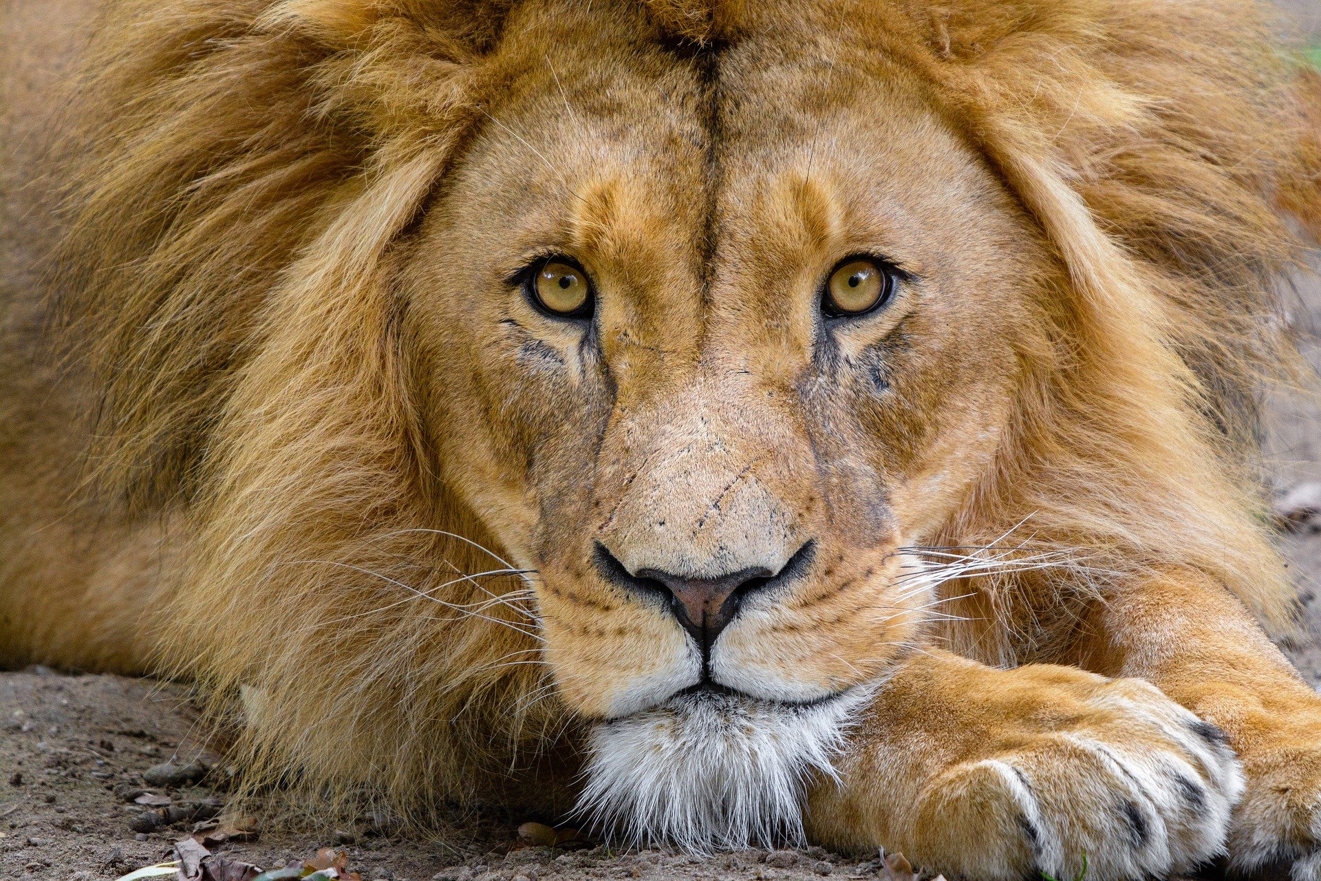 Żałoba w Śląskim ZOO. Śmierć lwa o imieniu ”Bolek”